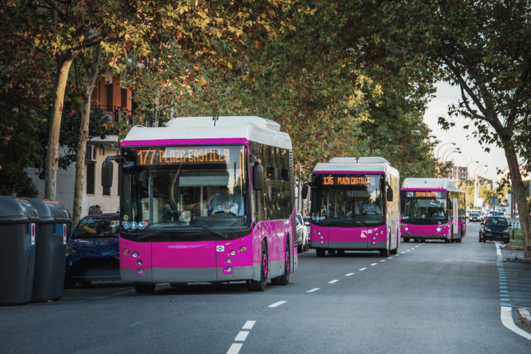 Three vibrant magenta and white buses queue on a tree-lined urban street, displaying route numbers for local transit service in a European city.